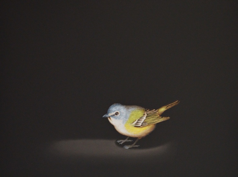 Isabelle du Toit, Blue-headed Vireo, 2020