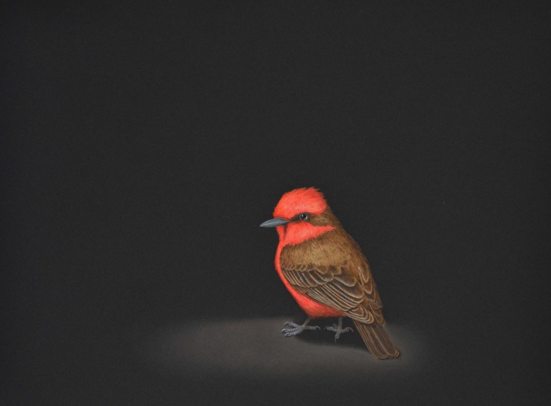 Isabelle du Toit, Vermillion Flycatcher, 2020