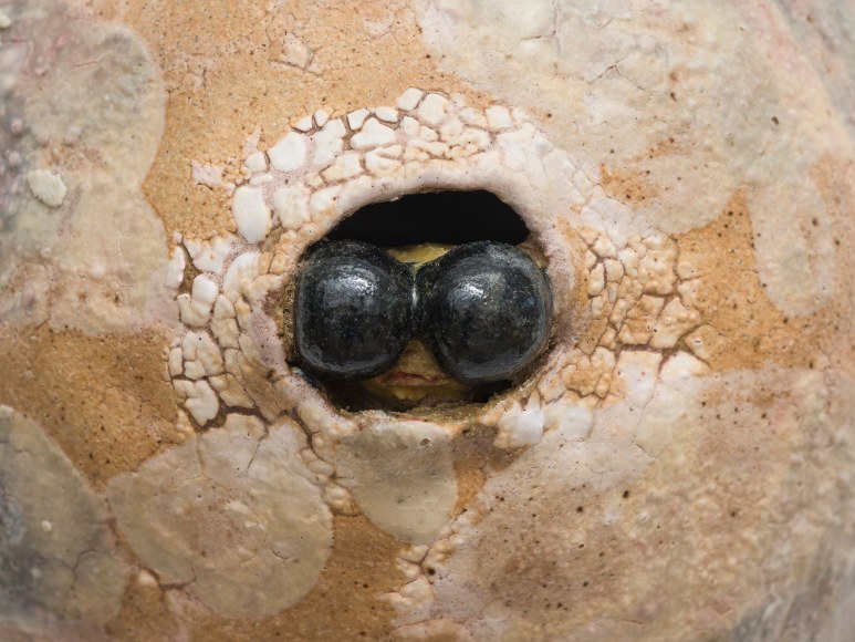 Untitled (Eggs 5), 2021, Detail