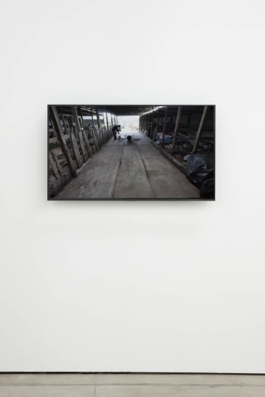 Andy Goldsworthy, Recent Works 2020, 2020