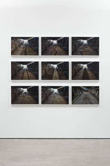 Andy Goldsworthy, Recent Works 2020, 2020