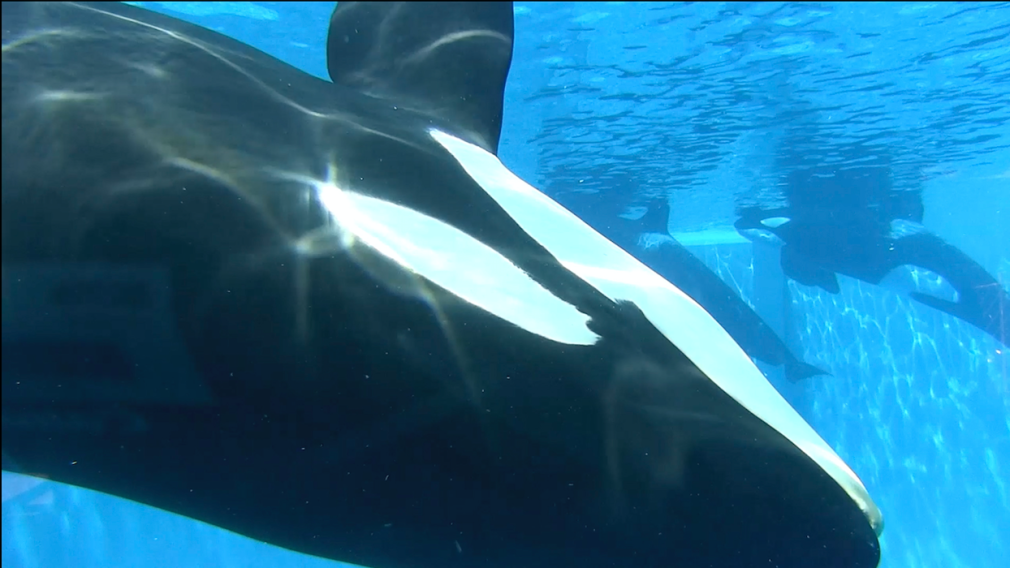 Angie Jennings, Shamu, 2016 Video 1:12:09 Edition of 3 + 2 AP AJ002