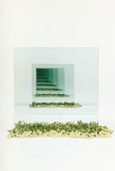 BRINTZ GALLERY, SARAH MEYOHAS, Chamomile Speculation, 2017, Chromogenic Print, 60 by 40 inches, Edition 4 of 6, plus 2 Artist Proofs, Unique Art