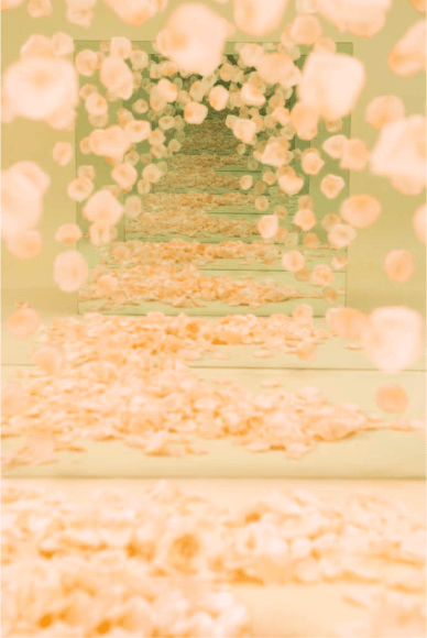 BRINTZ GALLERY, SARAH MEYOHAS, Peach Petal Speculation, 2017, Chromogenic Print, 60 by 40 inches, Edition 3 of 6, plus 2 Artist Proofs, Unique Art