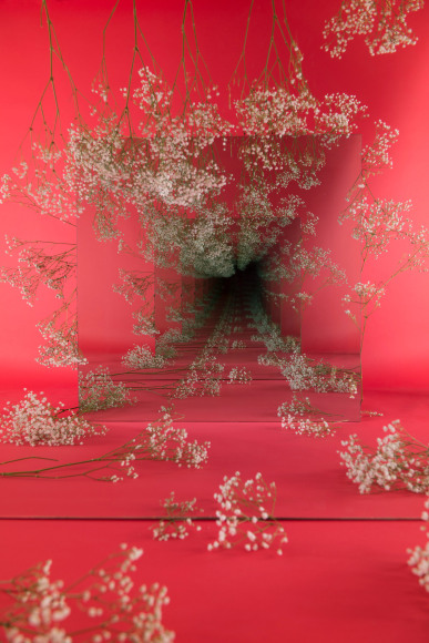 BRINTZ GALLERY, SARAH MEYOHAS, Baby’s Breath Speculation, 2017, Chromogenic Print, 60 by 40 inches, Edition 1 of 6, plus 2 Artist Proofs, Unique Art