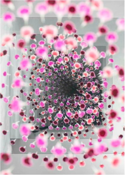 BRINTZ GALLERY, SARAH MEYOHAS, Grey and Pink Speculation, 2015, Chromogenic Print, 60 by 40 inches, Edition is 1 of 6, plus 2 Artist Proofs, Unique Art