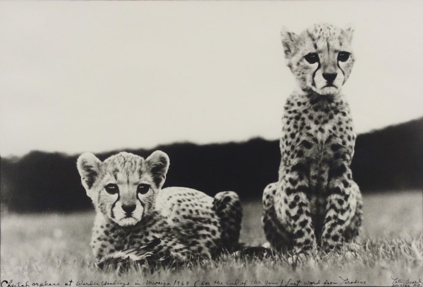 Peter Beard (born 1938)