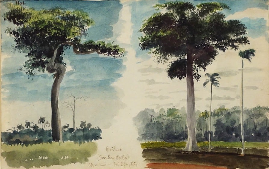 Charles DeWolf Brownell  (1822 - 1909) Ceibus (Trop. Trees &amp; Plants) 1859 Watercolor on Paper H 5.25&rdquo; x W 8.5&rdquo; Titled, Inscribed and Dated Bottom Center Edge Price Upon Request