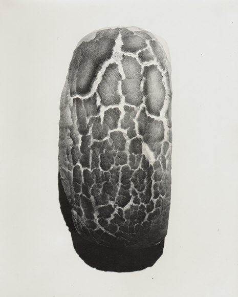 Herbert Matter, Bread, ​c. 1950. Cracked loaf of bread photographed from above on a white background.