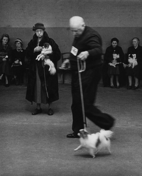 20. Lord Snowdon, A tense moment at Crufts Dog Show, c. 1958. A man walks alongside a small leashed dog while a number of seated and one standing competitor look on with other small dogs.