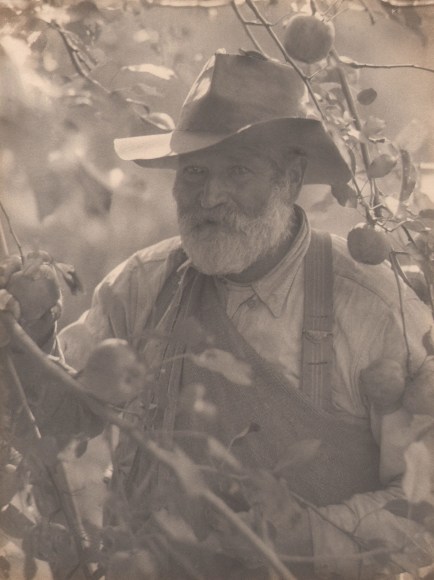 12. Doris Ulmann, New England (Apple picker), 1928&ndash;1934. Older bearded man in a hat and overalls stands amongst the branches of an apple tree.