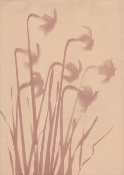 Dr. Josef Gramm, Untitled (Daffodils), ​c. 1929. Silhouettes of seven daffodils facing right.