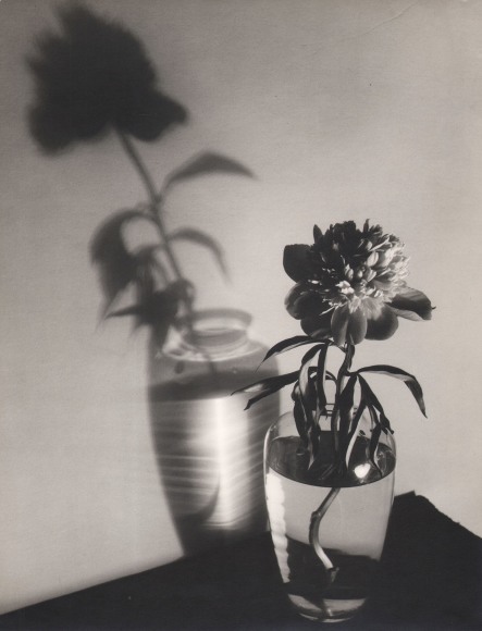 Edward Quigley, Peony, ​1935. A peony in a glass vase sits on the lower right of the frame, casting a larger shadow to the left on the wall behind it.