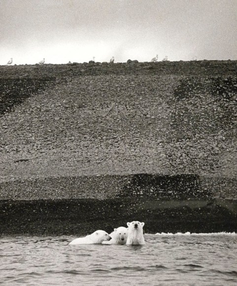 15. Sven Gillsäter (1921-2001),&nbsp;Polar Bear, King Karl&rsquo;s Land, c. 1950&rsquo;s