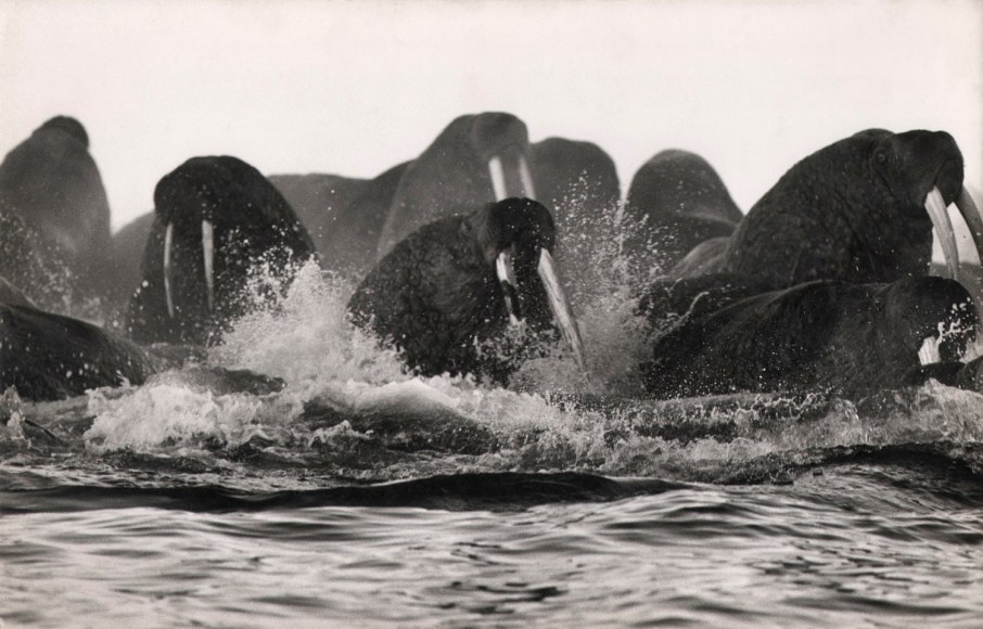 12. Sven Gillsäter (1921-2001), Walrus Herd, Bering Sea, Alaska, c. 1950&rsquo;s