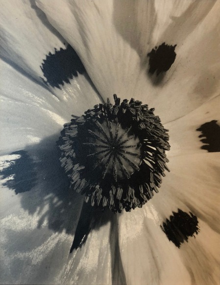 Daniel Masclet, Pistil de fleur, ​1927. Close up of the center of a spotted flower.