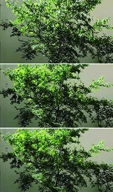 Koo Hyunmo. Still from Philadelphus, 2011.&nbsp;Single-Channel video, 07 min 08 sec. Courtesy of the artist &amp;amp; PKM Gallery.