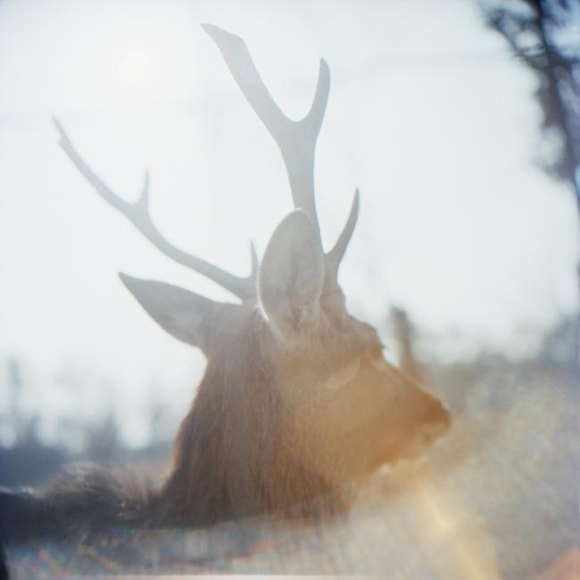 Mokyon Yoo. Deer, 2011. C-print, 105 x 105 cm. Courtesy of the artist & PKM Gallery.