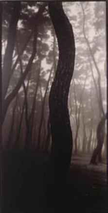 Bae Bien-u. Pine Tree, 1992. Siver print, 84 x 169 cm. Courtesy of the artist & PKM Gallery.