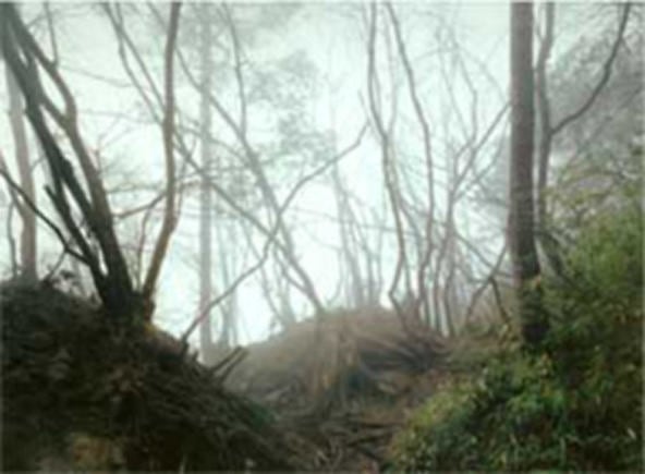 Thomas Struth. Paradise 18 (Emai Shan), Yunnan Province, 1999.&nbsp;Courtesy of the artist &amp;amp; PKM Gallery.