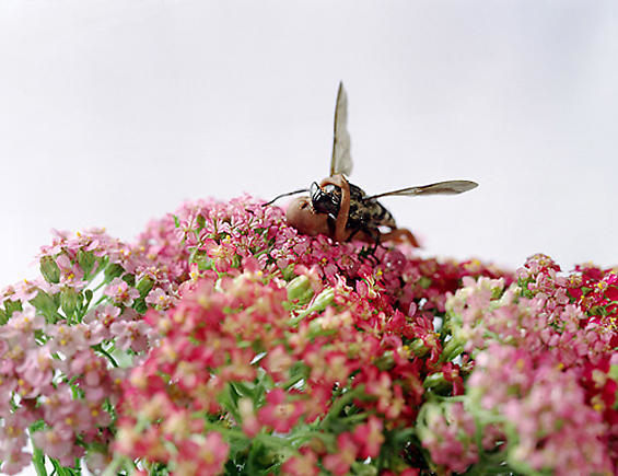 Ham Jin. Aewan love #3, 2004. C-print photograph of a sculpture made of polymer clay, fly and mixed media, Size of photo: 155 x 125.5 cm, size of sculpture: 1 cubic cm (approximate).&nbsp;Courtesy of the artist &amp;amp; PKM Gallery.