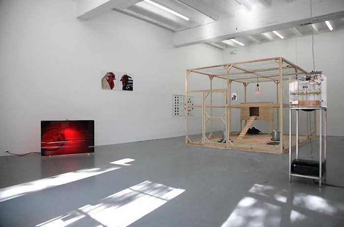 KOEN VANMECHELEN The Cosmopolitan Chicken Project 2009. Installation view: CONNERSMITH.