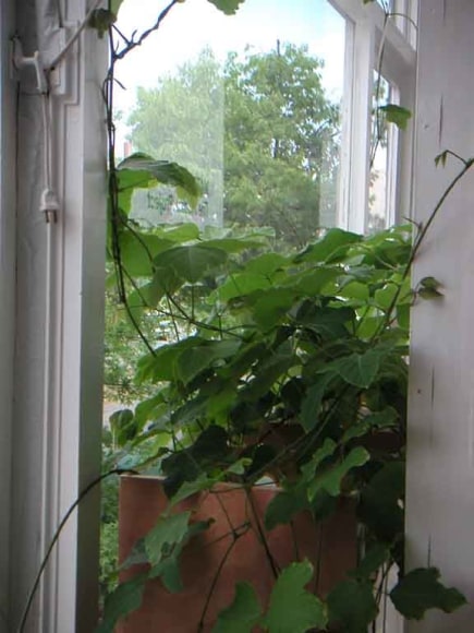MATTHEW SUTTON The Kudzu Project May 2007. Installation view: interior, Conner Contemporary Art.