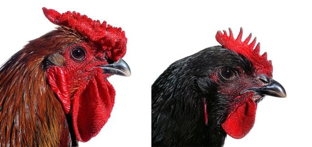 KOEN VANMECHELEN Mechelse Giant (Rooster and Hen) 2002/2009, lambdaprint on forex, 47.25 x 47.25 inches (each).