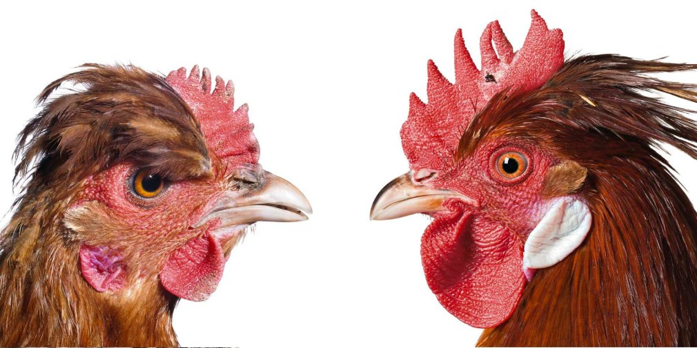 KOEN VANMECHELEN Mechelse Senegal x Styrian 2013, lambda print on plexiglas, diptych, 12 x 12 inches