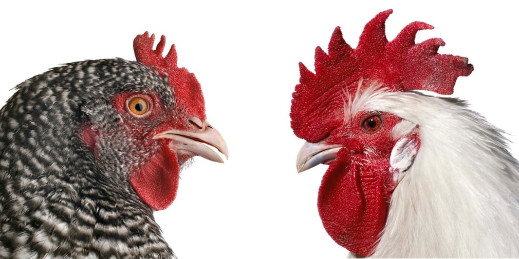 KOEN VANMECHELEN Mechelse Koekoek x Poulet de Bresse 2013, lambda print on plexiglas, diptych, 12 x 12 inches