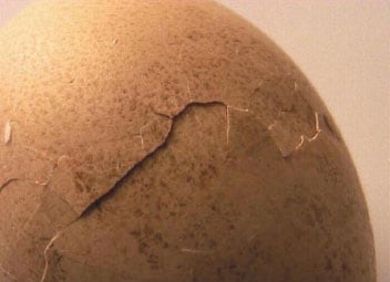 KOEN VANMECHELEN Egg (video still)