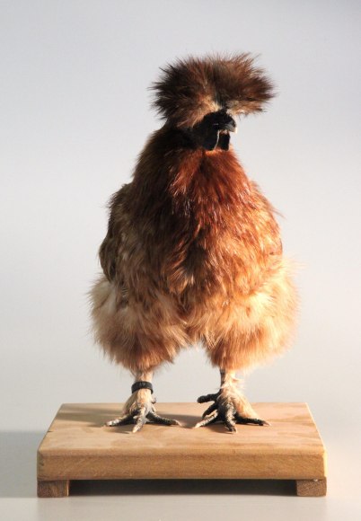 KOEN VANMECHELEN Mechelse Silky 14th Generation - C.C.P. 2011, taxidermied chicken installation, 15.5 x 10 x 12 inches