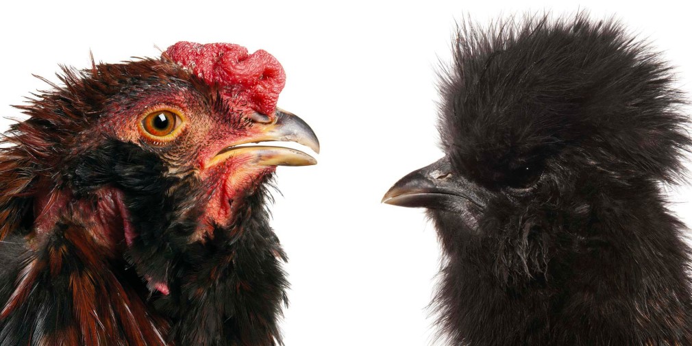 KOEN VANMECHELEN Mechelse Orloff X Silky 2013, lambdaprint on plexiglas, diptych, 12 x 12 inches