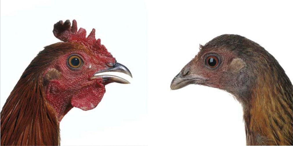KOEN VANMECHELEN Red Jungle Fowl 2013, lambda print on plexiglas, diptych, 12 x 12 inches