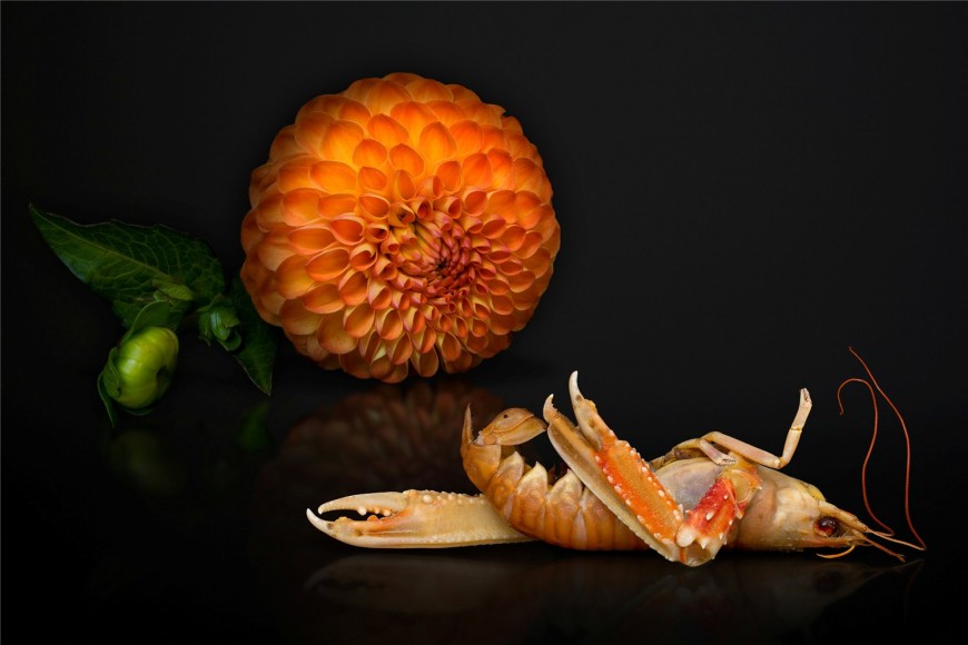 AGNIET SNOEP Still Life Series: Prawn 2013, c-print mounted on aluminum, 24 x 36 inches
