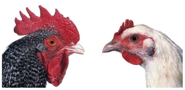 KOEN VANMECHELEN Mechelse Koekoek (M) x Poulet de Bresse (F) 2007, lambdaprint, 24 x 24 inches (each).