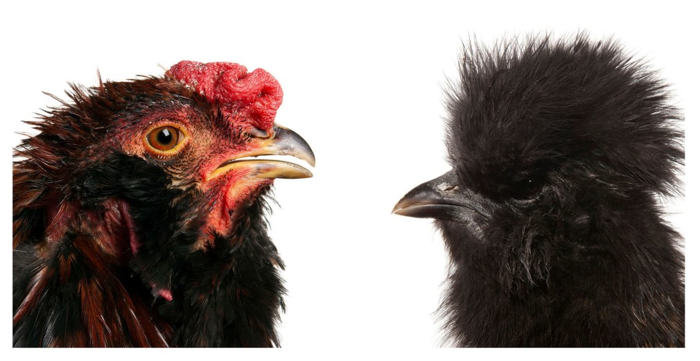 KOEN VANMECHELEN Mechelse Orloff X Silky 2011, lambdaprint mounted, diptych, 12 x 12 inches