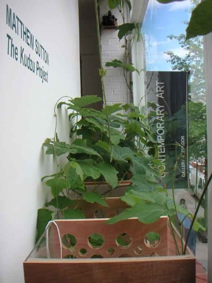 MATTHEW SUTTON The Kudzu Project May 2007. Installation view: interior, Conner Contemporary Art.