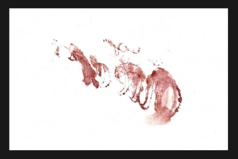 MARY COBLE Queer (from Blood Script) 2008, blood on paper, 8 x 11 inches.