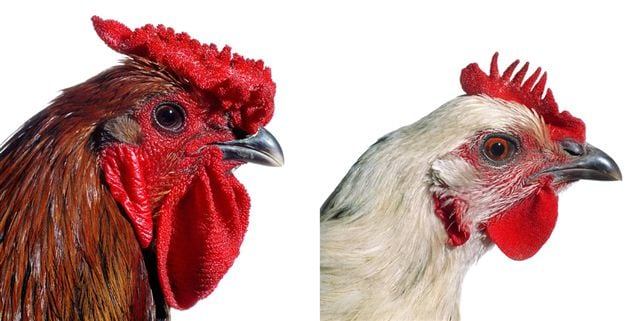 KOEN VANMECHELEN Mechelse Giant (Rooster and Hen) 2002/2009, lambdaprint on forex, 47.25 x 47.25 inches (each).