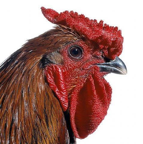 KOEN VANMECHELEN Mechelse Giant 2002/2009, lambdaprint on forex, 47.25 x 47.25 inches