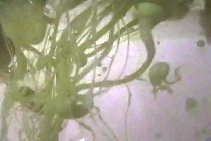 MIA ROLLOW Pink Delicate Tongues Sponged a Partner's Pain 2006, video, run time: 13:34.