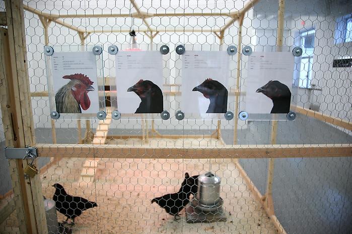 KOEN VANMECHELEN The Cosmopolitan Chicken Project 2009. Installation view: CONNERSMITH.