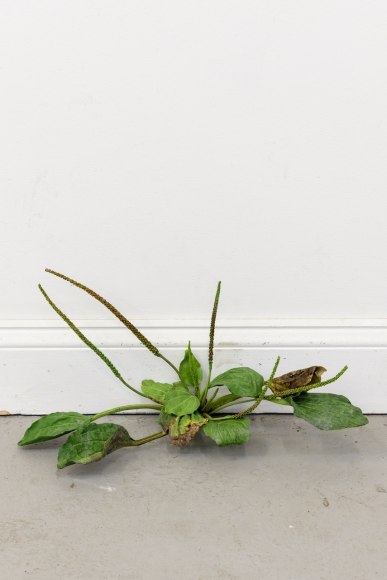 Tony Matelli Weed, 2020 Painted bronze 10 x 9 x 18 in 25.4 x 22.9 x 45.7 cm (TMA21.003)