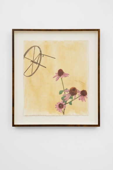 Michael Cline Echinacea, 2022 Watercolor, pencil, and oil on paper 20 x 18 x 1 3/4 in (framed) 50.8 x 45.7 x 4.4 cm (framed) (MCL22.013)