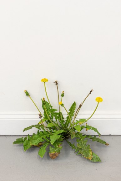 Tony Matelli Weed, 2021 Painted bronze 13 1/2 x 19 x 12 1/2 in 34.3 x 48.3 x 31.8 cm (TMA21.001)