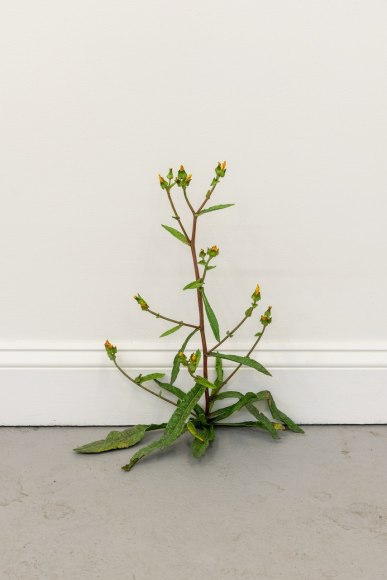 Tony Matelli Weed, 2020 Painted bronze 17 x 14 1/2 x 6 in 43.2 x 36.8 x 15.2 cm (TMA21.002)