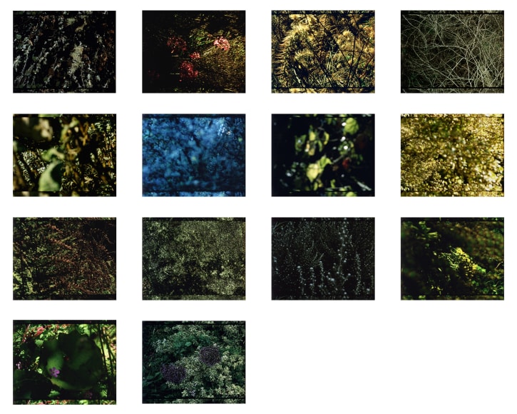 Arboretum Cycle, 2017