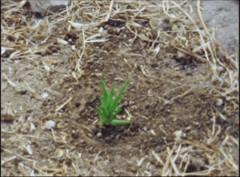 Rossella Biscotti, The Prison of Santo Stefano (still), 2011, Super8 film transferred to video, 10&#039;16&#039;&#039;, color, no sound