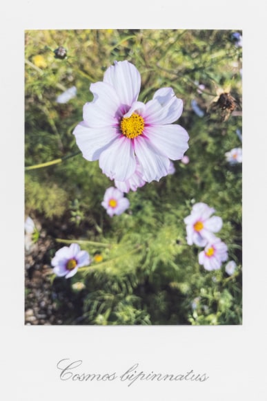 danh vo, untitled, 2022